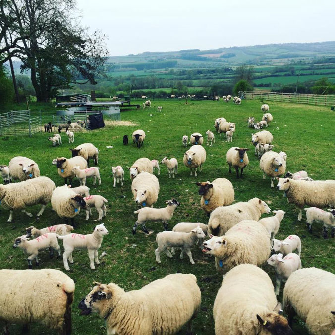 Our Ewes | Dede3 @ GRH Farm, Great Rissington, Gloucestershire, UK