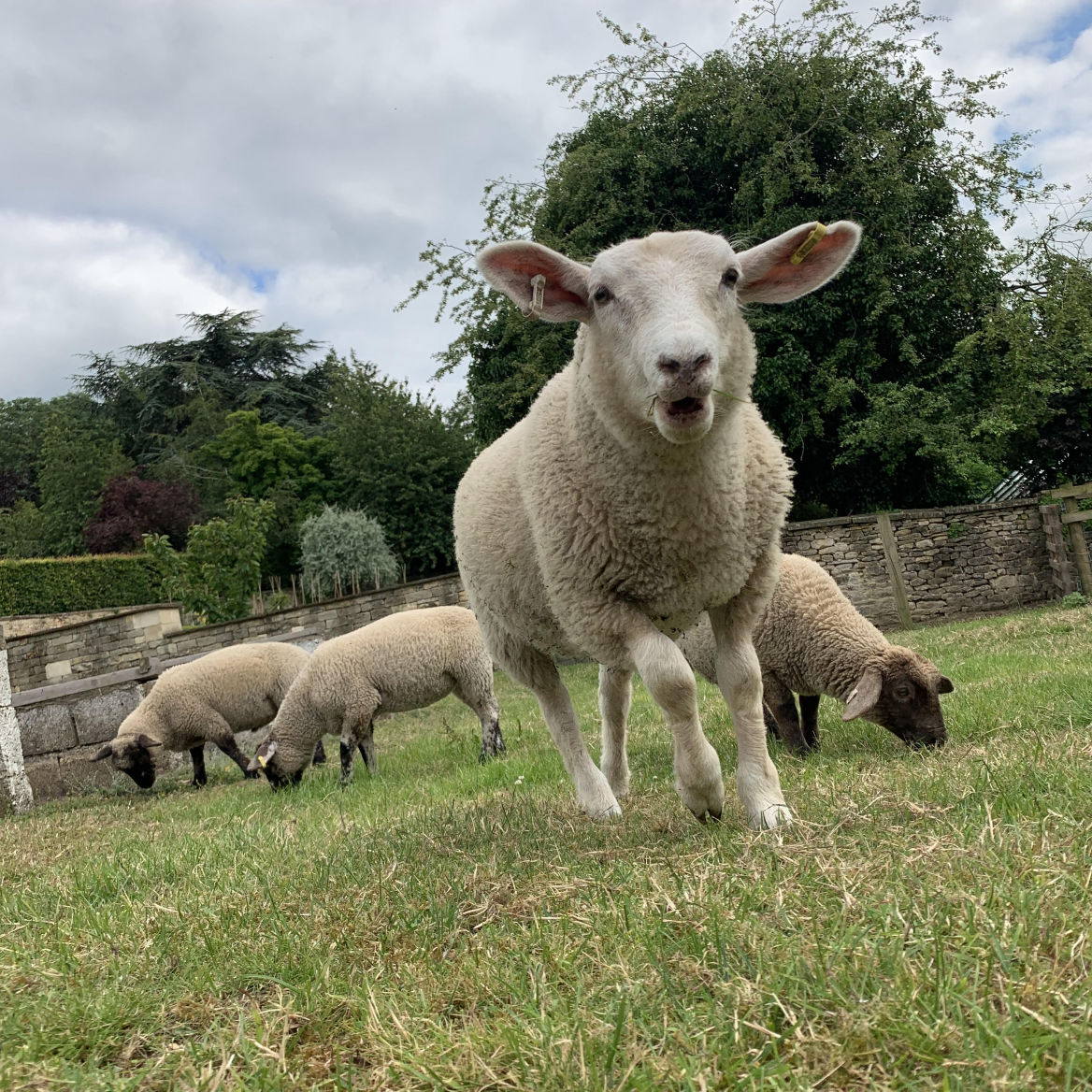 Lambs | Dede3 @ GRH Farm, Great Rissington, Gloucestershire, UK